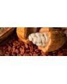 Cacao Criollo Orgánico, Variedad Criolla