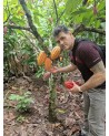 Organic Ceremonial Grade Cacao, 250g From The Ashaninka, Nomatsigenga and Farmers, located in the Central Rainforest of Peru.