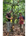 Organic Ceremonial Grade Cacao, 250g From The Ashaninka, Nomatsigenga and Farmers, located in the Central Rainforest of Peru.